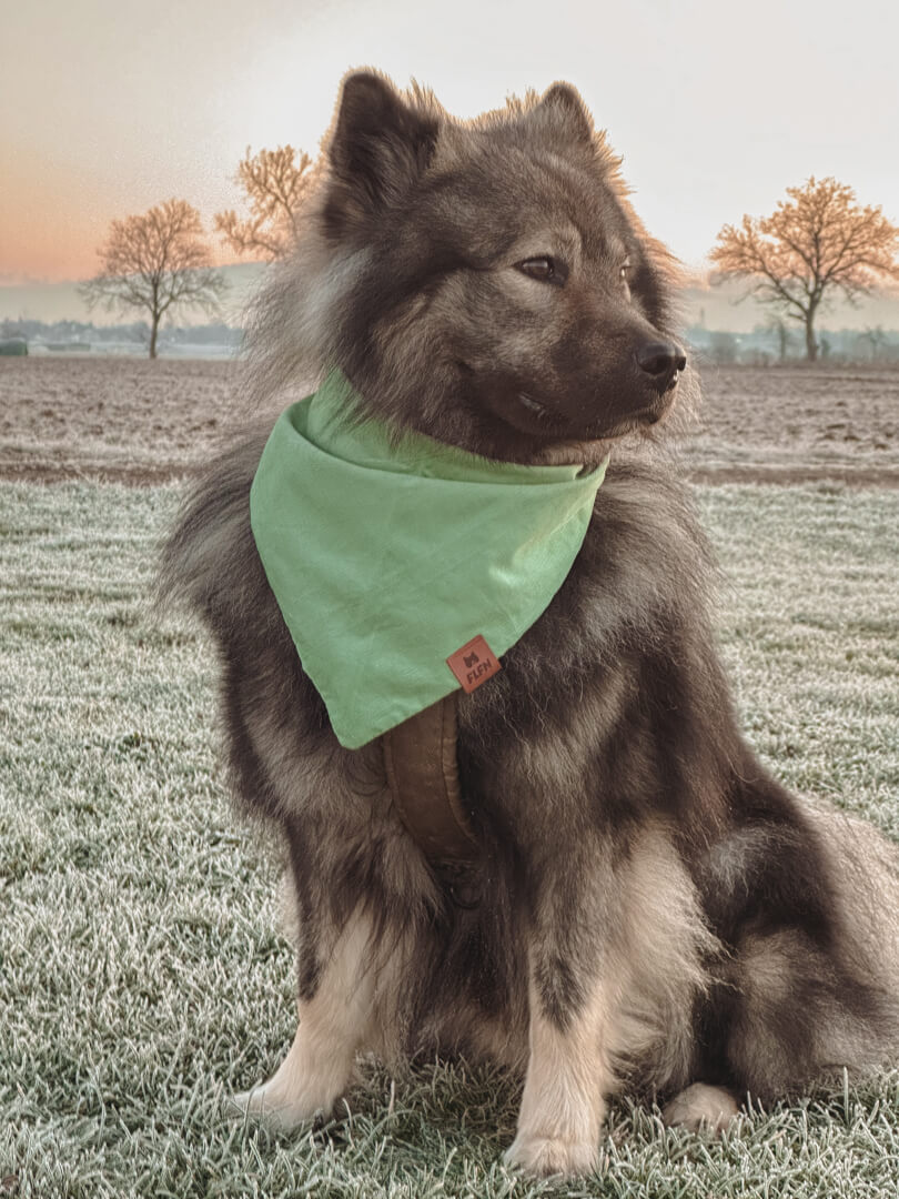 Hundehalstuch aus Cord