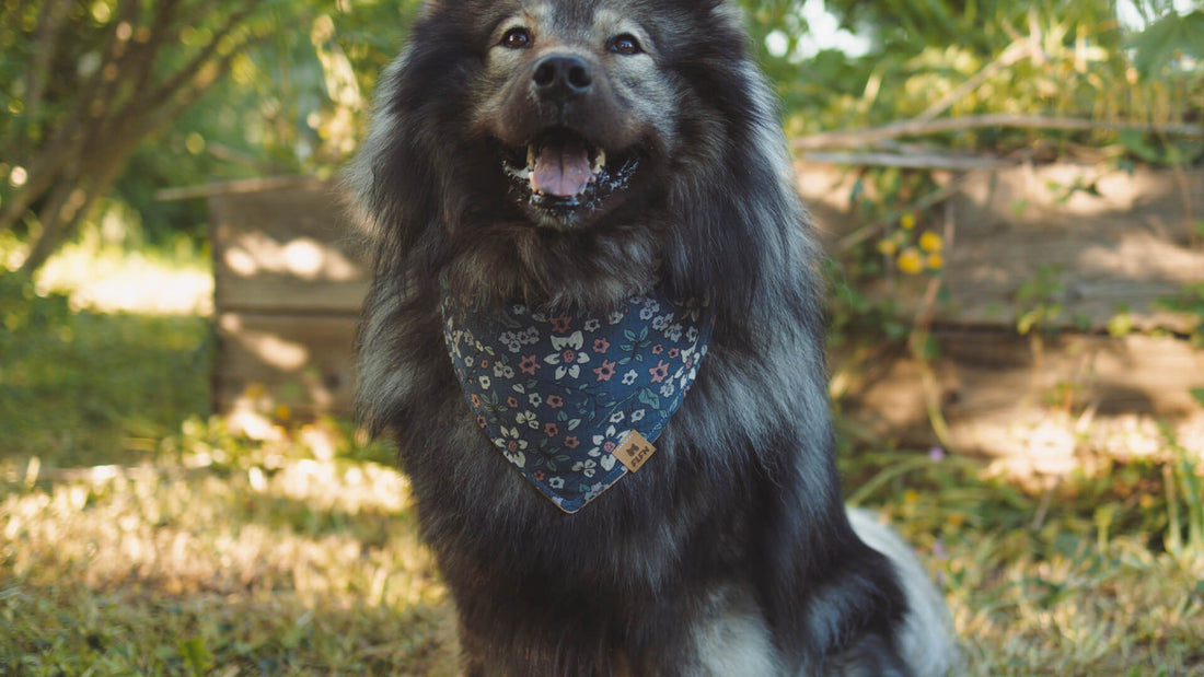 Hundehalstuch nähen – einfache Anleitung für ein Bandana zum Binden
