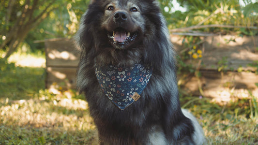 Hundehalstuch nähen – einfache Anleitung für ein Bandana zum Binden