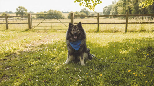 Mit dem Hund nach England reisen: Alles, was du für die Einreise mit dem Auto wissen musst