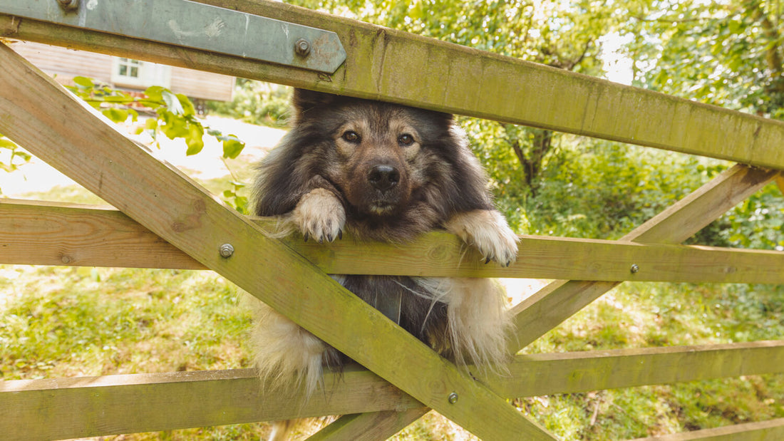 Unser ruhiger Sommer-Alltag mit Hund