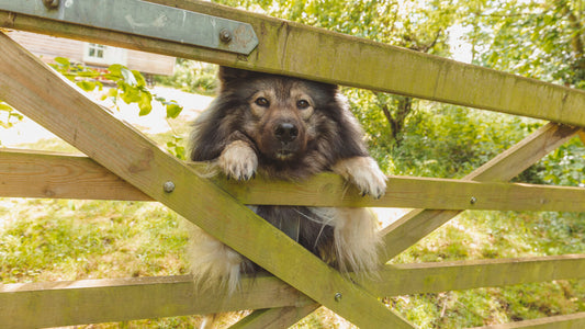 Unser ruhiger Sommer-Alltag mit Hund