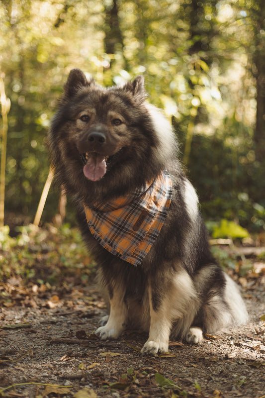B-Ware Hundehalstuch