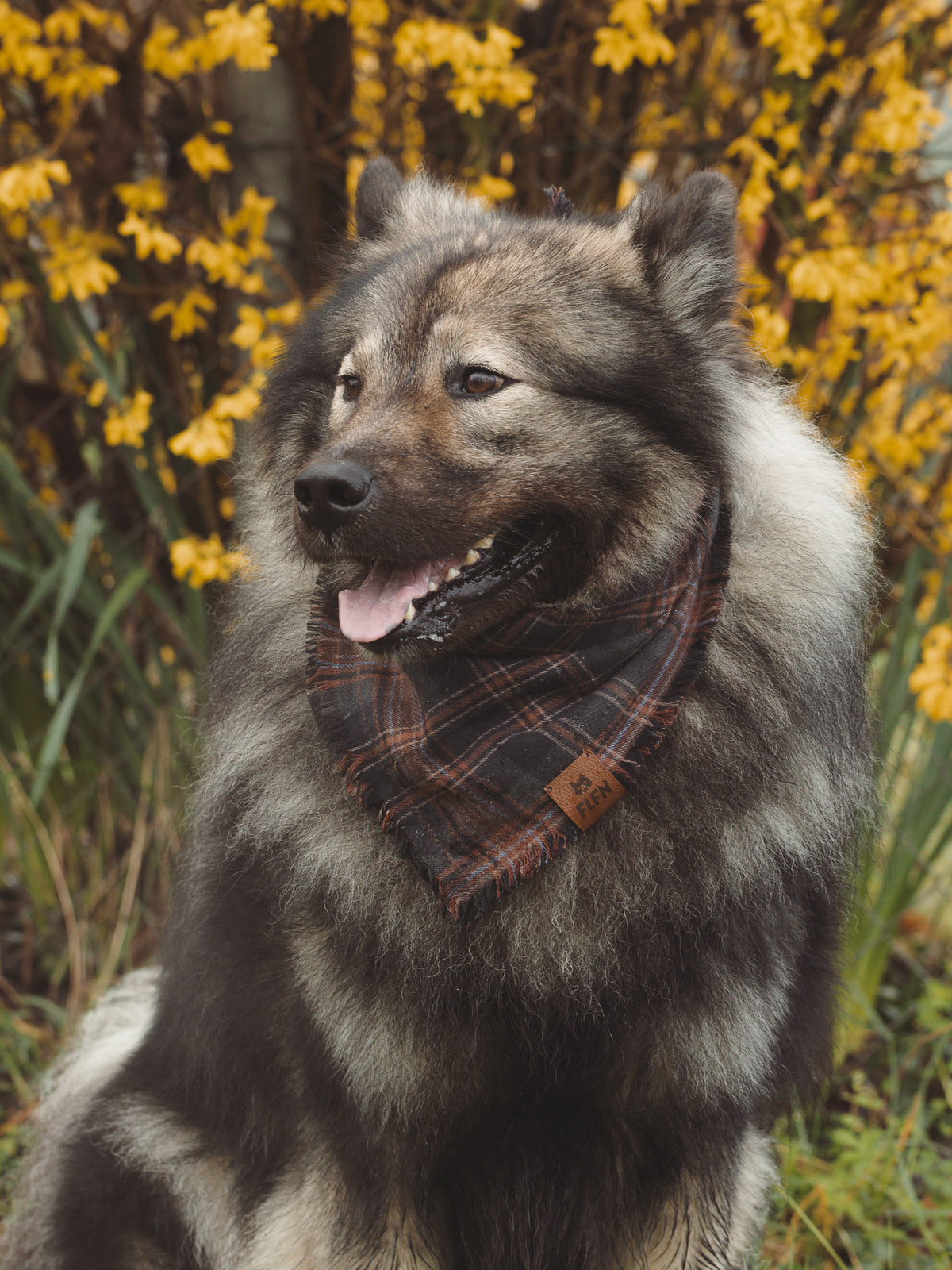 Hunde-Oster-Halstuch 2er Set – Buffalo Plaid & Häschen-Muster