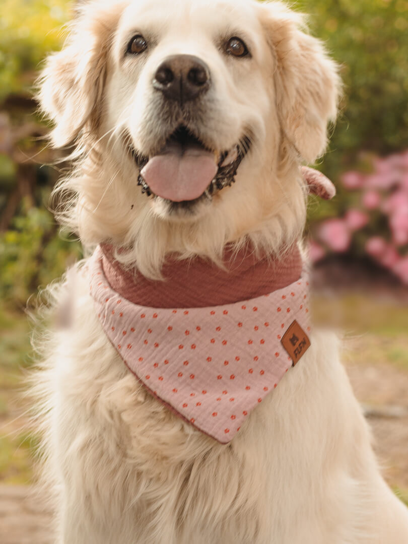 Hundehalstuch aus Musselin