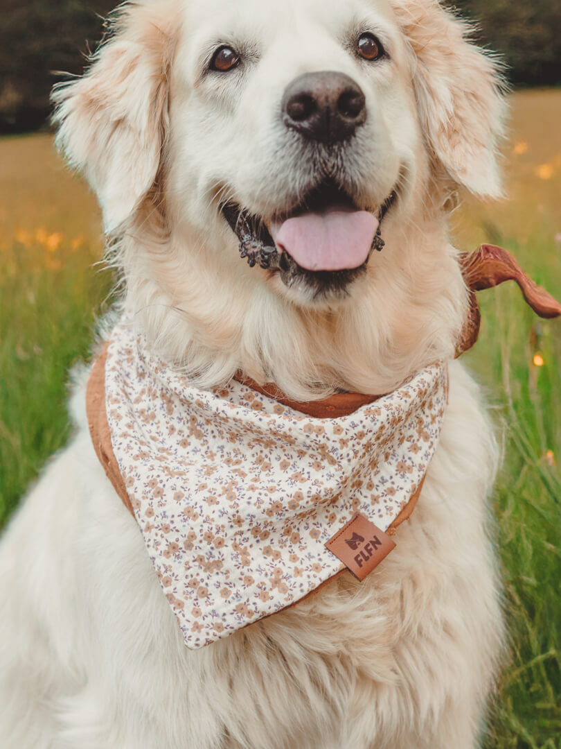 Hundehalstuch aus Musselin