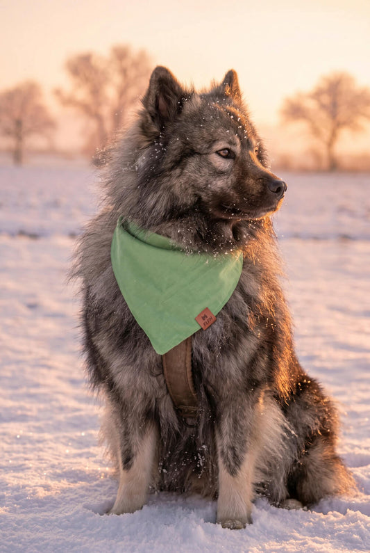 Hundehalstuch im Landhausstil
