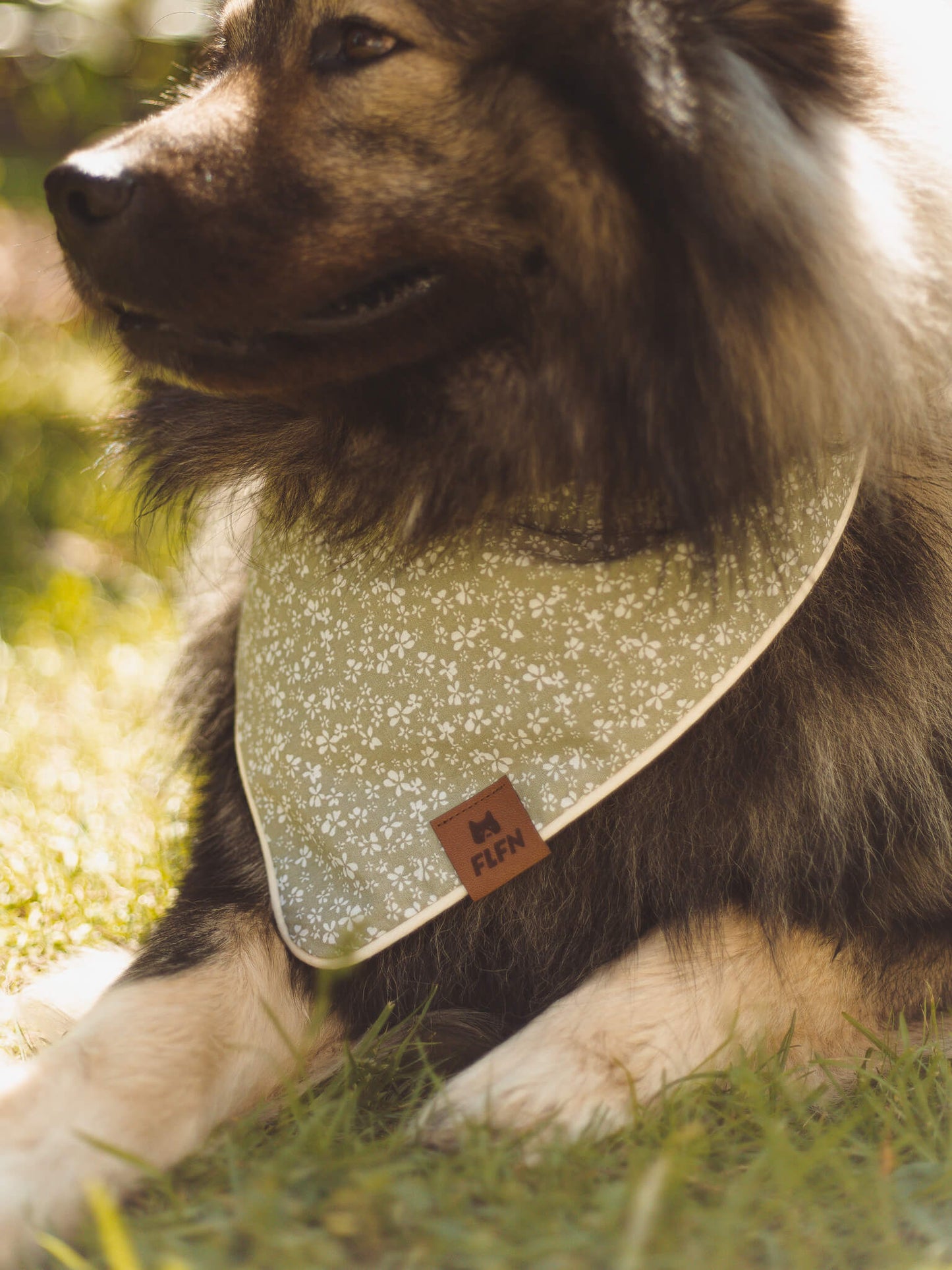 Hundehalstuch mit Paspelband